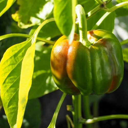 Paprika bunt